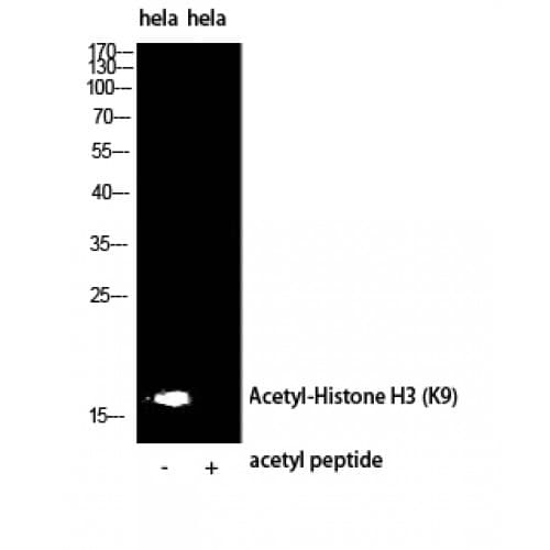 Histone H3 Antibody (1-80 aa)