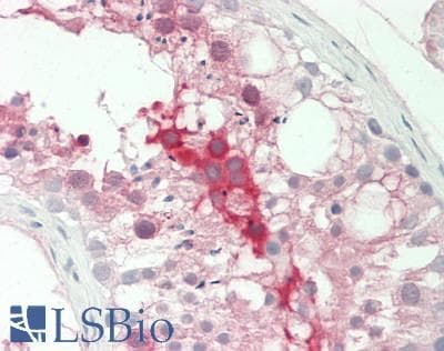 IHC-plus™ SERPINA5 / PCI Antibody