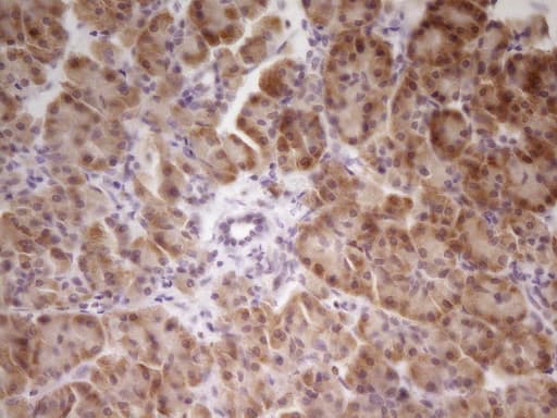 SP110 Antibody (aa232-521, clone OTI2A1, Carrier-free)