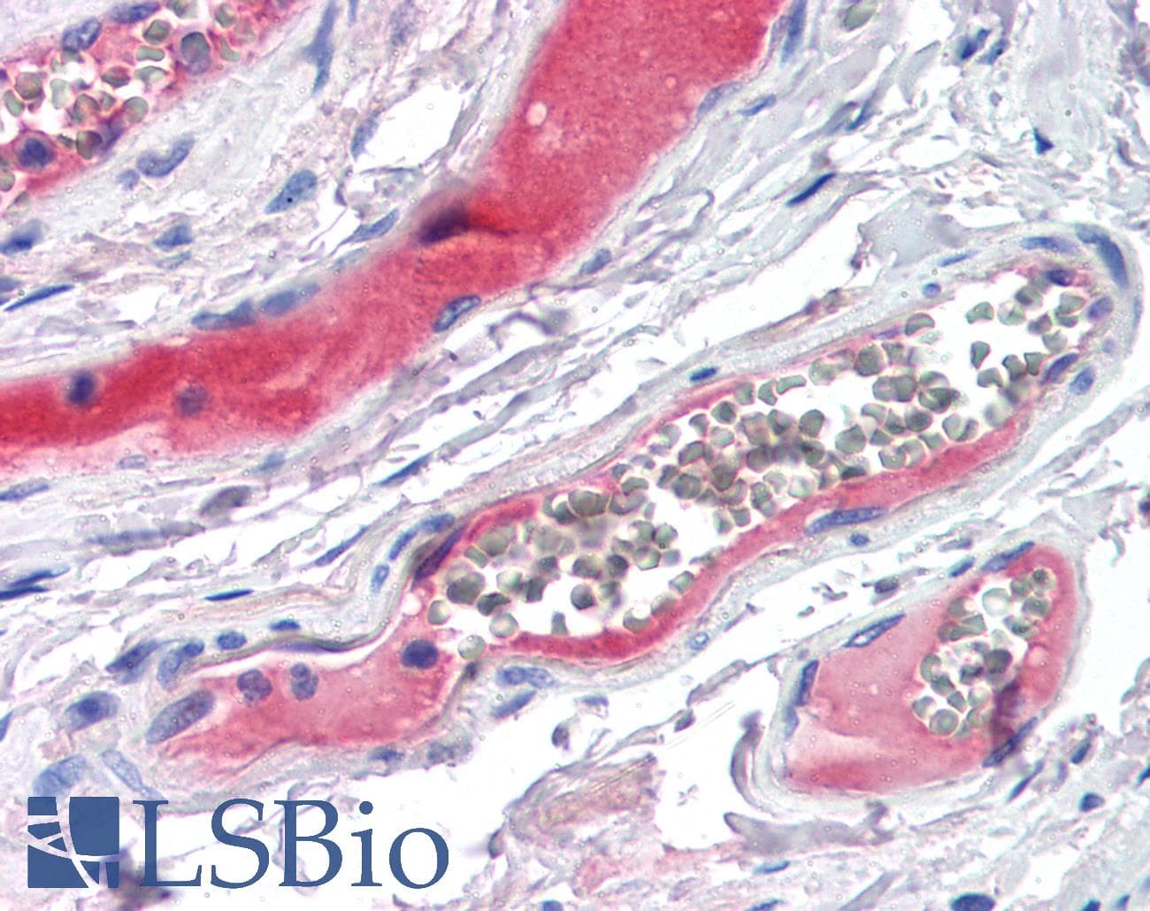 IHC-plus™ Polyclonal Sheep anti-Human KLKB1 / Plasma Kallikrein Antibody (IHC)
