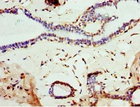 MOG Antibody (aa30-154)