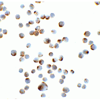 GAPDH Antibody