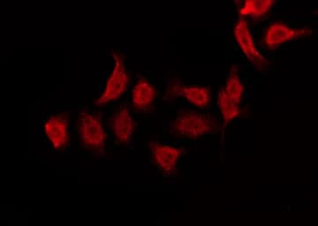 EZR / Ezrin Antibody