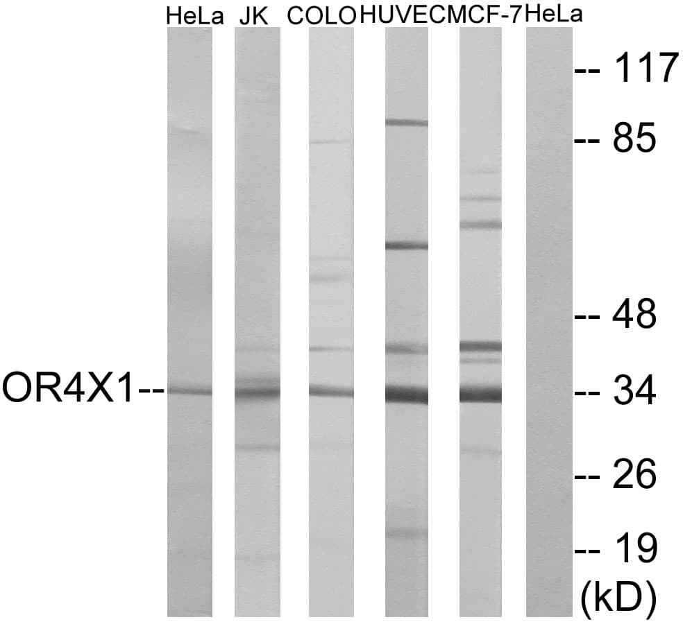 OR4X1 Antibody (aa256-305)