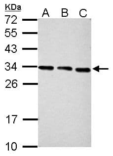 PSME3 Antibody (aa1-254)