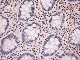NTF4 / Neurotrophin 4 Antibody (clone OTI2E8)