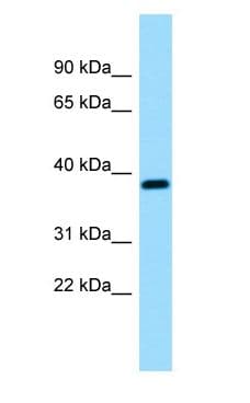 RCN3 Antibody (C-Terminus)
