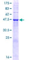 Human TMED9 Protein (Recombinant GST)