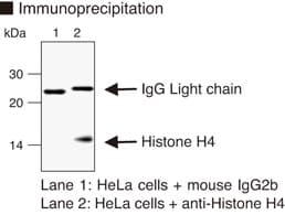IHC-plus™ Histone H4 Antibody (clone C14691)