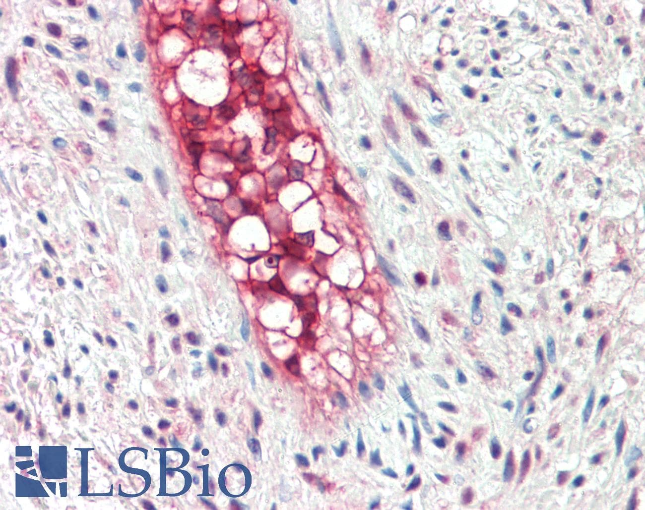 IHC-plus™ ECSCR Antibody (aa193-205)