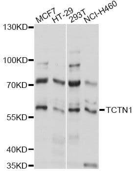 TCTN1 Antibody