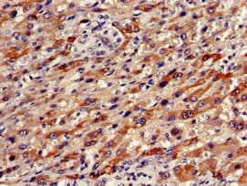 OLFM1 Antibody