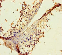 RIBC1 Antibody