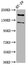 Polyclonal Rabbit anti-Human SYNJ1 / Synaptojanin Antibody (IHC, IF)