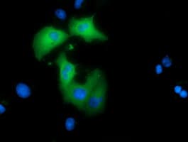 ARHGAP25 Antibody (clone OTI3G1)