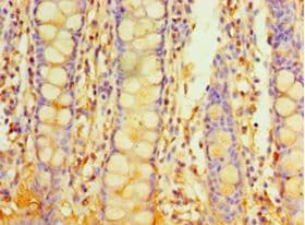 PIGX Antibody (aa42-230)