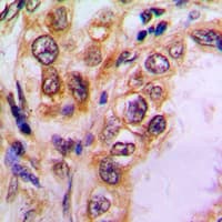 TLE2 Antibody (Internal)