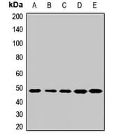 Polyclonal Rabbit anti-Human TEAD4 Antibody (WB)