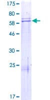 Human TADA1 / ADA1 Protein (Recombinant GST)
