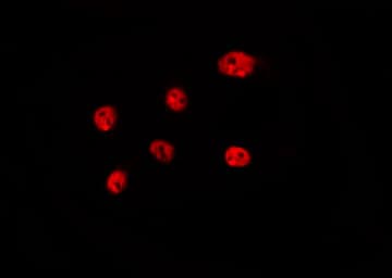 Polyclonal Rabbit anti-Human H1F0 Antibody (IF, WB)