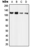 ORC1 Antibody (Internal)