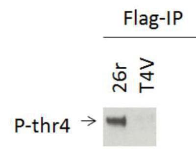 POLR2A / RNA polymerase II Antibody (phospho-Thr4)