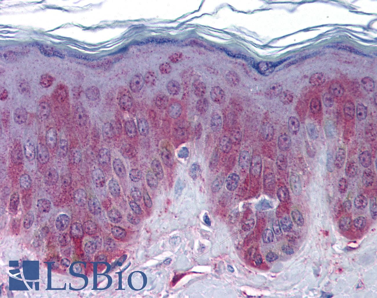 Polyclonal Rabbit anti-Human LEFTYB / LEFTY1 Antibody (N-Terminus, IHC, WB)