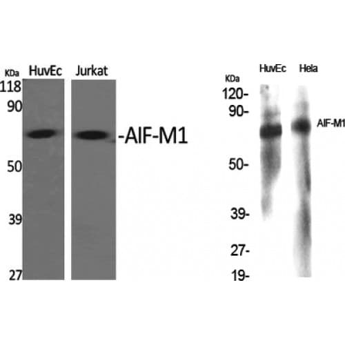 AIFM1 / AIF / PDCD8 Antibody (30-110 aa, N-terminal)