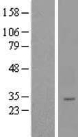 LYSMD4 Protein (Over-Expression Lysate Myc-DDK (Flag))