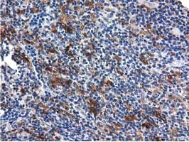 QPRT Antibody (clone OTI1C10, Carrier-free)