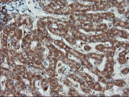 UBE2E3 Antibody (clone OTI6D3)