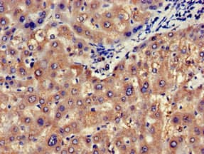 Polyclonal Rabbit anti-Human NOS1AP / CAPON Antibody (IHC, IF)