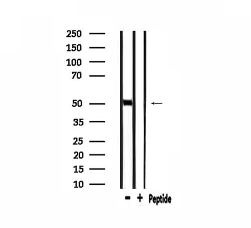 PRIM1 Antibody