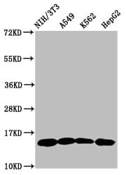 HIST1H2AI Antibody