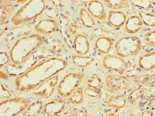 GLT8D1 Antibody