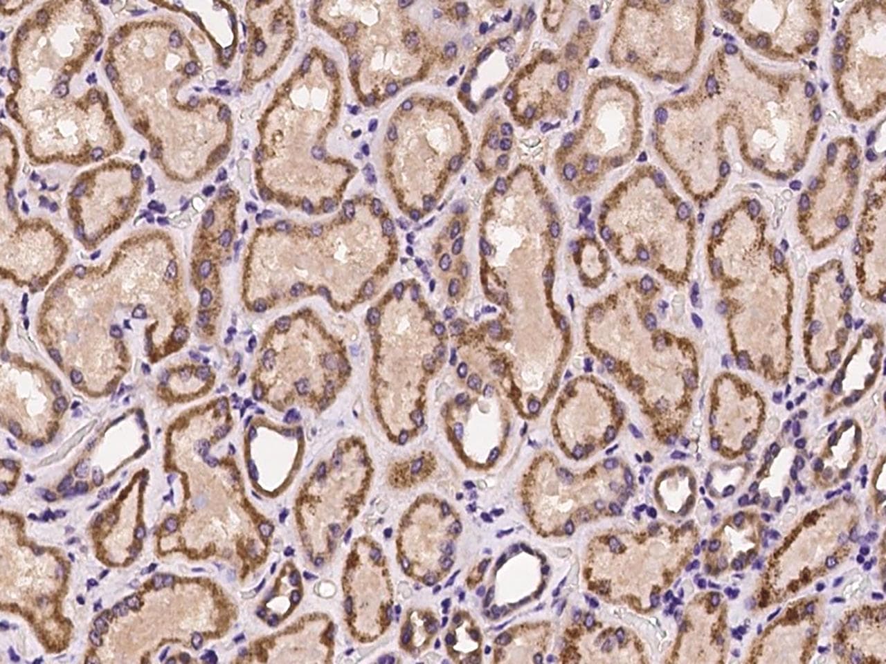 OXER1 Antibody