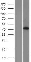 HABP4 Protein (Over-Expression Lysate Myc-DDK (Flag))
