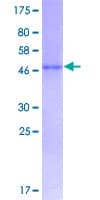 Human EFNA1 / Ephrin A1 Protein (Recombinant GST)