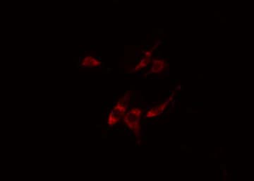 ARFIP1 Antibody