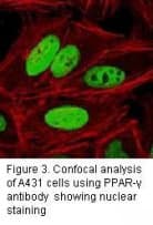 Monoclonal Mouse anti-Human PPARG / PPAR Gamma Antibody (clone 8D1H8F4, IHC, IF, WB)