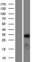BOULE / BOLL Protein (Over-Expression Lysate Myc-DDK (Flag))