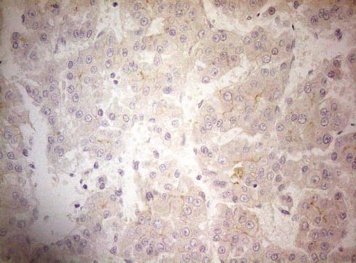 OSGIN2 Antibody (aa1-250, clone OTI7D12)
