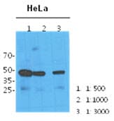 IHC-plus™ NANS Antibody (clone AT1G6)