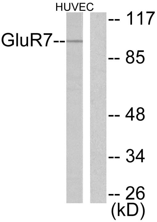 GRM7 / MGLUR7 Antibody (aa866-915)