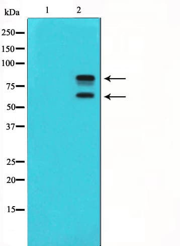 MDM2 Antibody (phospho-Ser166)