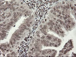 CHN1 Antibody (clone OTI2G6)