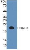 MAP1LC3A / LC3A Antibody