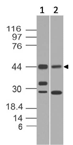 TERF2IP / RAP1 Antibody