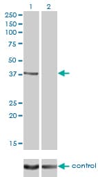RAD51C Antibody (clone 3F3-5C6)