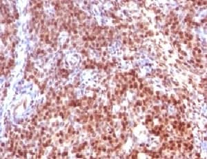SUMO2 Antibody (clone S2MT-1, Ready-to-Use)